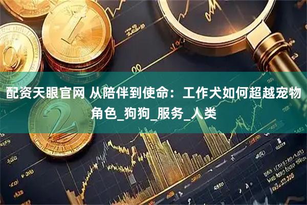 配资天眼官网 从陪伴到使命：工作犬如何超越宠物角色_狗狗_服务_人类